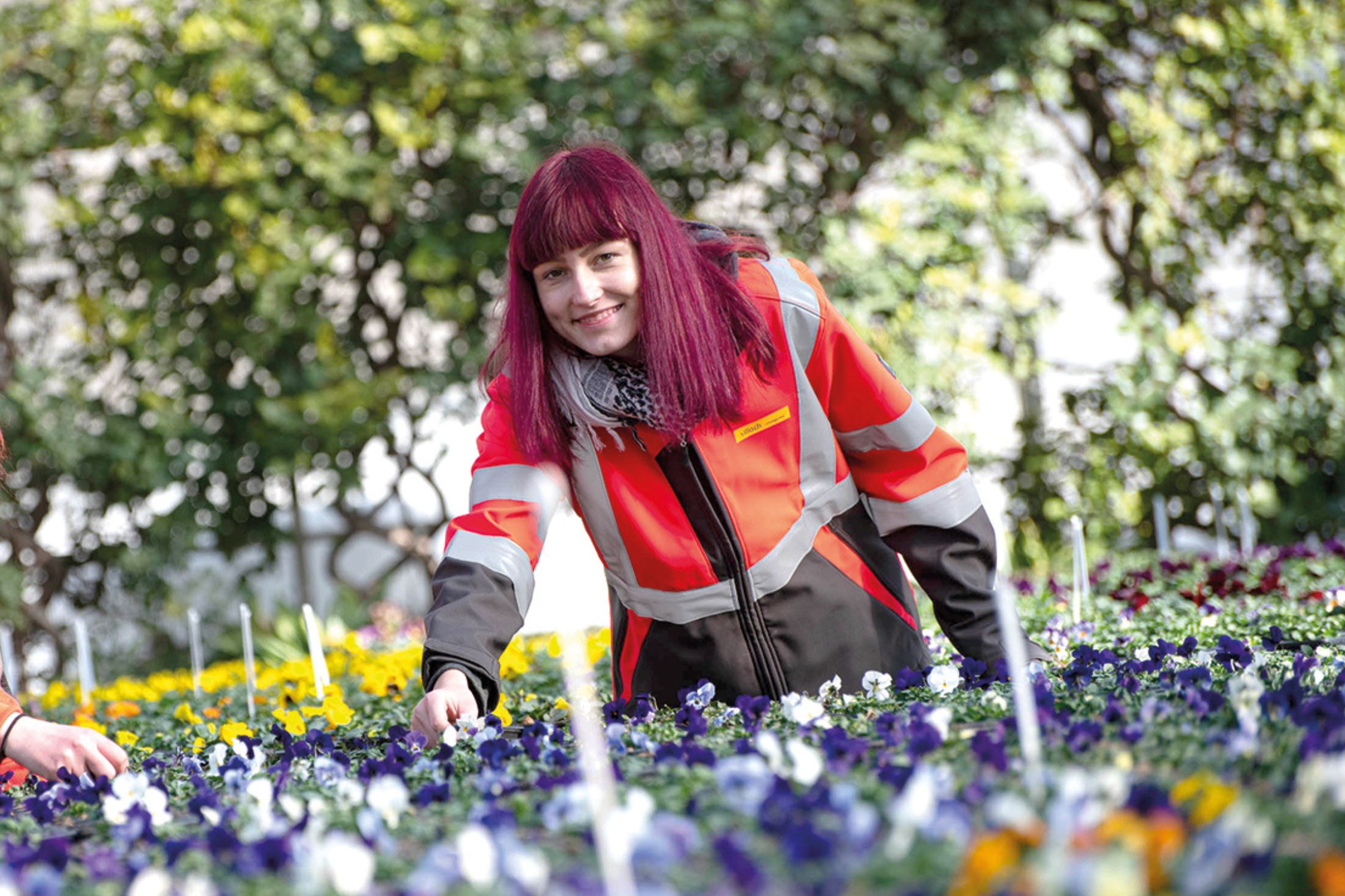 Employee of the department Stadtgrün plants the first spring flowers